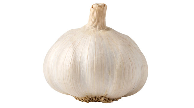 Whole garlic bulb transparent PNG isolated vegetable cutout for cooking, seasoning, food packaging and recipe design