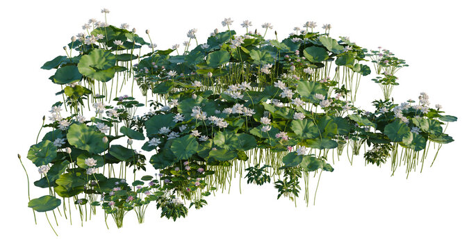 Nelumbo nucifera and Nymphaea tetragona and Zantedeschi tree shrub, plant bush, cutout, isolate transparent background