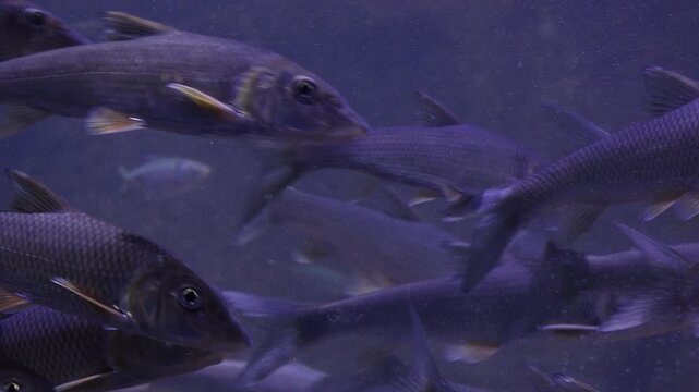 Korea freshwater fish ayu mandarin snakehead trout carp catfish minnow biology aquaculture 한국 서식 민물고기 은어 황어 쏘가리 가물치 무지개송어 누치 대농갱이 꺽지 담수어 하천 수산 생물 생태계 지리 토종