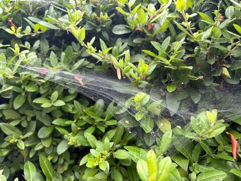 Shrub branches covered with webbing caused by caterpillars on green foliage in natural environment  