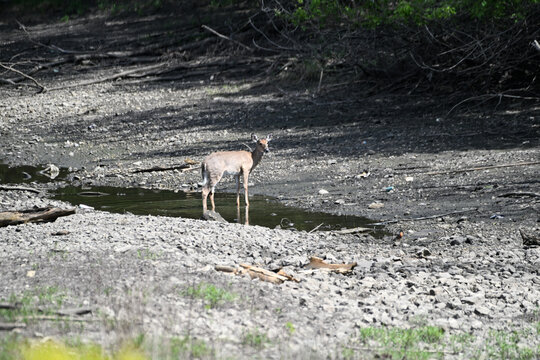 Deer in Shallow Water
