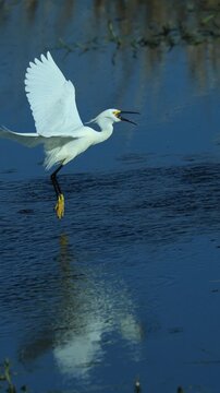Snowy Egret Hunting Catching a Fish While in Flight 