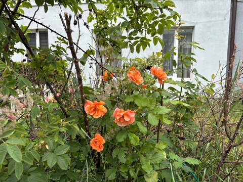 Orange roses blooming among greenery in suburban garden  