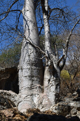 Fototapeta premium Baobab Tree in mountains of Dhofar governorate. Salalah. Oman