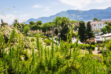 Fototapeta premium Fresh Rosemary Herb grow outdoor on the streets of Italy