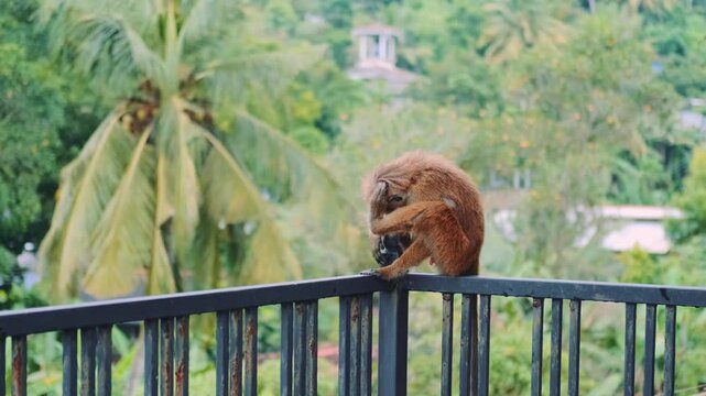 A reddish-brown monkey sits on metal railings, scratching its head with a hind leg while chewing and looking into the distance in the natural environment of Sri Lanka.