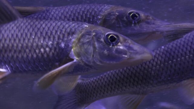 Korea freshwater fish ayu mandarin snakehead trout carp catfish minnow biology aquaculture 한국 서식 민물고기 은어 황어 쏘가리 가물치 무지개송어 누치 대농갱이 꺽지 담수어 하천 수산 생물 생태계 지리 토종