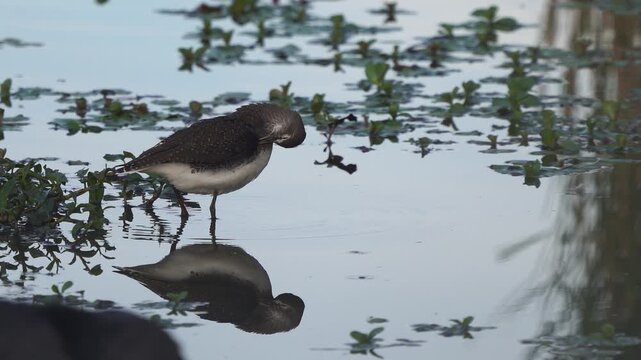 An adult green sandpiper (Tringa ochropus) preening its feathers while standing in shallow water.
