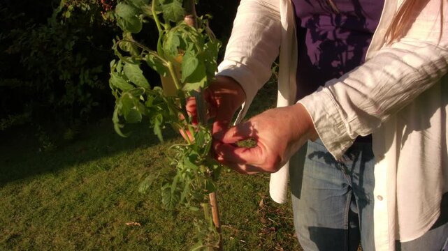 Gardener tying tomato plant to cane with string