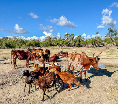Zebu Cattle and Goats in Rural Anakao, Madagascar