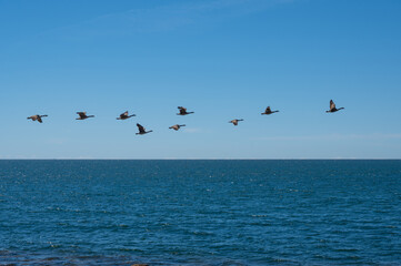 A flock of geese is flying over the sea © Claudia Evans 