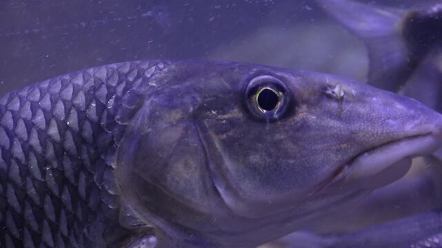 Korea freshwater fish ayu mandarin snakehead trout carp catfish minnow biology aquaculture 한국 서식 민물고기 은어 황어 쏘가리 가물치 무지개송어 누치 대농갱이 꺽지 담수어 하천 수산 생물 생태계 지리 토종