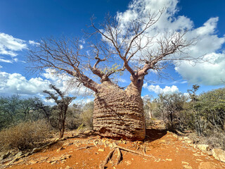 The Grandmother Baobab (Adansonia rubrostipa), considered to be 1,600 years old, sometimes call the Tree of Life, Tsimanampetsotsa National Park, Madagascar © Guy Bryant