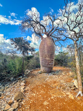 Fony Baobab (Adansonia rubrostipa), Spiny Forest, Tsimanampetsotsa National Park, Madagascar	