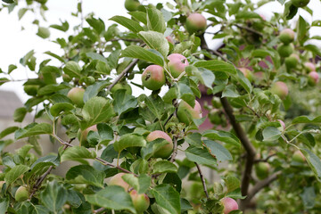 Fototapeta premium Green apples cling to leafy branches