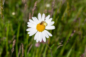 Fototapeta premium A fly in the clutches of a crab spider