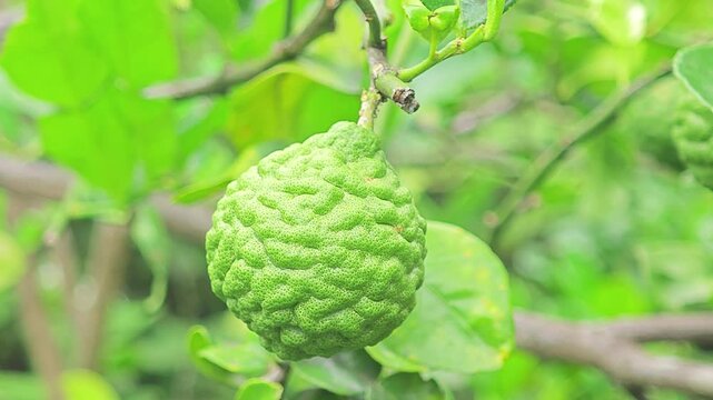Fresh kaffir lime fruits growing naturally on the tree, showcasing vibrant green color and traditional herbal value.