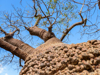 Baobab (Adansonia rubrostipa), Tsimanampetsotsa National Park, Madagascar © Guy Bryant