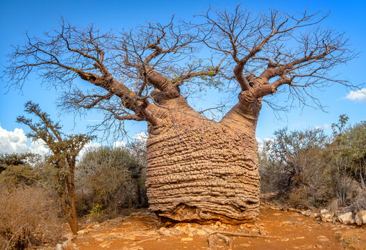 The Grandmother Baobab (Adansonia rubrostipa), considered to be 1,600 years old, sometimes call the Tree of Life, Tsimanampetsotsa National Park, Madagascar