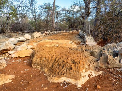 The Trail to Aven (Vintany) Cave, Tsimanampetsotsa National Park, Madagascar