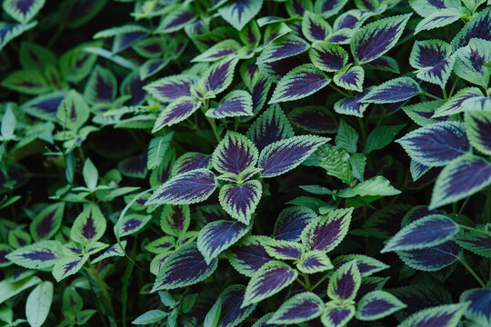Colorful Tropical Foliage with Purple and Green Leaves