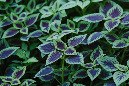 Colorful Tropical Foliage with Purple and Green Leaves
