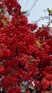 Close up panning of dense clusters of bright red Pyracantha berries on a bush with green leaves. Sunny autumn day