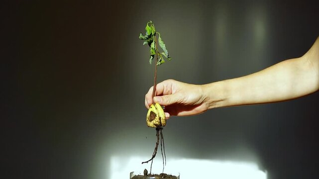 Hands inspecting failed avocado seedling removed from soil with dark roots and wilted leaves after pit germination attempt. Shows propagation failure analysis and plant viability assessment.