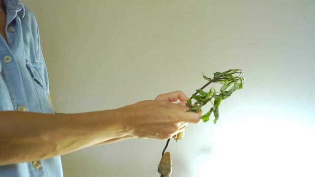 Woman examining two failed avocado seedlings grown from pits with dried leaves and damaged roots indoors. Demonstrates plant care learning, cultivation challenges, and propagation outcome review.