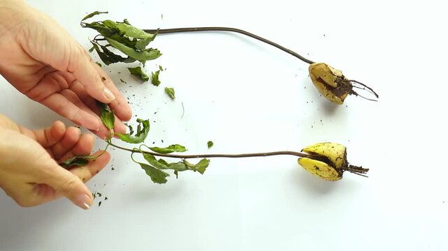 Flat lay of failed avocado seedlings with dried leaves and dead root systems examined by hands. Illustrates cultivation setbacks, plant decline documentation, and gardening problem analysis.