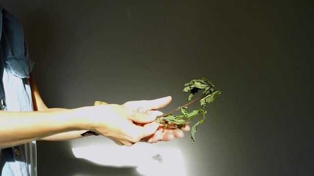 Close-up of person reviewing two failed avocado seedlings with curled dry leaves after home propagation attempt from pits. Depicts plant decline evaluation and beginner gardening challenges.