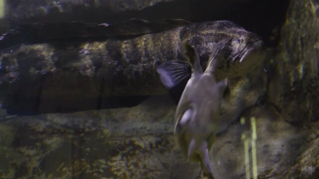Korea freshwater fish mandarin snakehead trout carp catfish minnow biology aquaculture 한국 서식 민물고기 은어 황어 쏘가리 가물치 무지개송어 누치 대농갱이 꺽지 담수어 하천 수산 생물 생태계 지리 토종