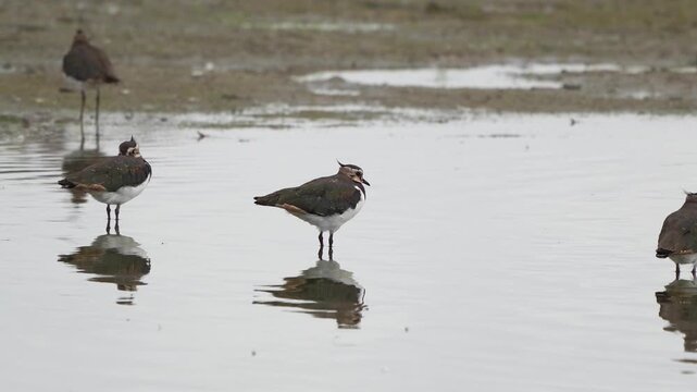 Northern lapwings (Vanellus vanellus) in winter plumage standing in shallow water.