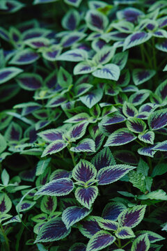 Colorful Tropical Foliage with Purple and Green Leaves