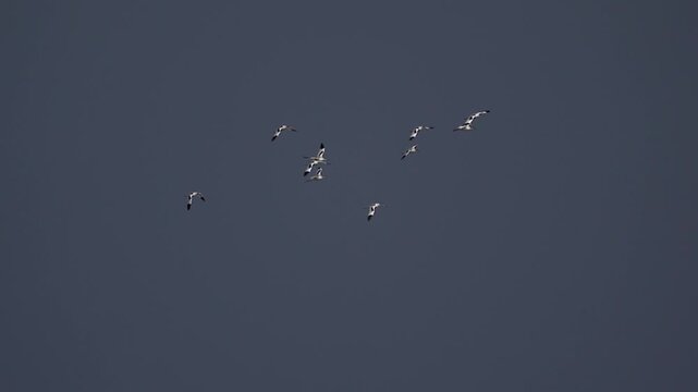  A swarm of pied avocets (Recurvirostra avosetta) flying around against a dark sky - slow motion