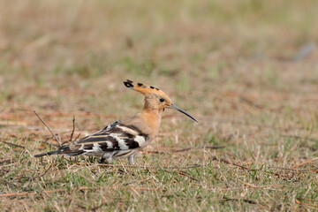 Eurasian Hoopoe, Common Hoopoe (Upupa epops) is foraging on grass field in a green blurred background. West Bengal, India. © Shubhrojyoti