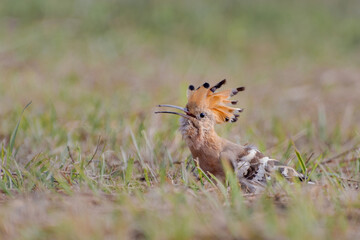 A beautiful close up view of a Common Hoopoe or Eurasian Hoopoe (Upupa epops), the bird is foraging on field in a blurred background. West Bengal, India © Shubhrojyoti