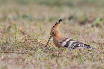 Common Hoopoe or Eurasian Hoopoe (Upupa epops) is foraging on grass field in green blurred background. West Bengal, India © Shubhrojyoti