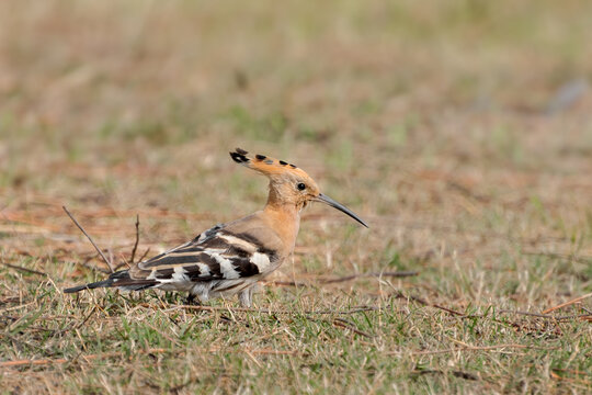 Eurasian Hoopoe, Common Hoopoe (Upupa epops) is foraging on grass field in a green blurred background. West Bengal, India.