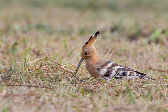 Common Hoopoe or Eurasian Hoopoe (Upupa epops) is foraging on grass field in green blurred background. West Bengal, India