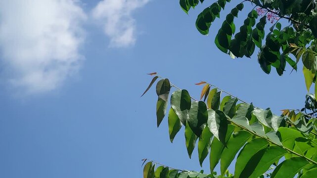 Green leaves of Averrhoa bilimbi tree against blue sky