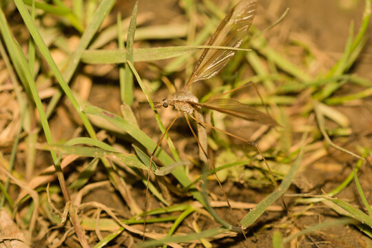 Close-up of an adult crane fly