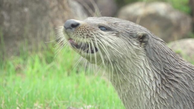 Korea Eurasian otter lutra eating pond loach mudfish wild animal marine biology predator 수달 한국 토종 천연기념물 미꾸라지 사냥 먹이 활동 포식 멸종위기 야생 동물 하천 
