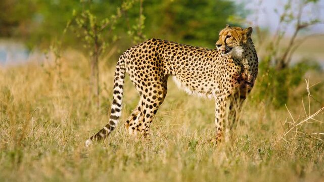 Cheetah Feeding on Zebra After Successful Hunt in African Savanna