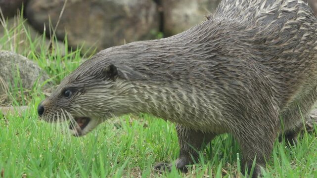 Korea Eurasian otter lutra eating pond loach mudfish wild animal marine biology predator 수달 한국 토종 천연기념물 미꾸라지 사냥 먹이 활동 포식 멸종위기 야생 동물 