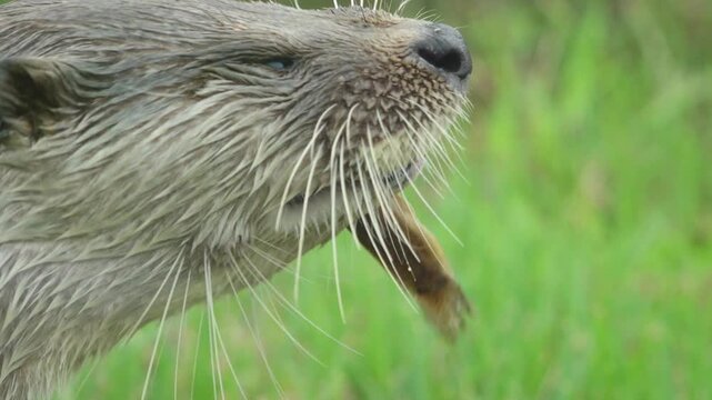 Korea Eurasian otter lutra eating pond loach mudfish wild animal marine biology predator 수달 한국 토종 천연기념물 미꾸라지 사냥 먹이 활동 포식 멸종위기야생생물 야생 동물 하천 생물 수산