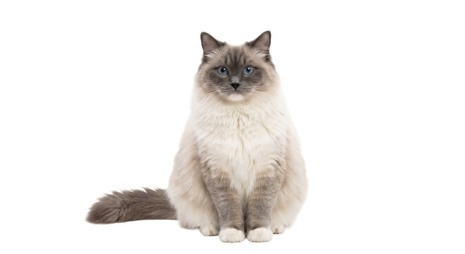 Majestic Ragdoll cat with striking blue eyes sits elegantly against a clean white background