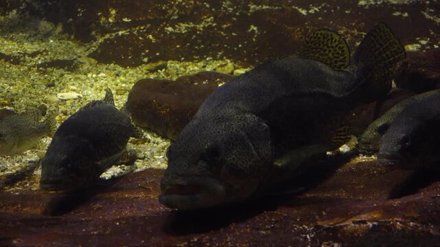 Korea freshwater fish ayu mandarin snakehead trout carp catfish minnow biology aquaculture 한국 서식 민물고기 은어 황어 쏘가리 가물치 무지개송어 누치 대농갱이 꺽지 담수어 하천 수산 생물 생태계 지리 토종