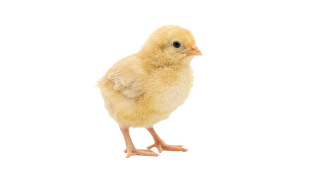 Adorable fluffy yellow chick standing on white background, isolated and cute © Sapphire