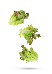 Fototapeta premium Fresh salad red lettuce leaves falling in the air isolated on transparent background. PNG